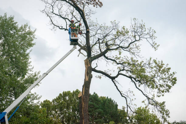 Best Tree Disease Treatment  in Spanay, WA